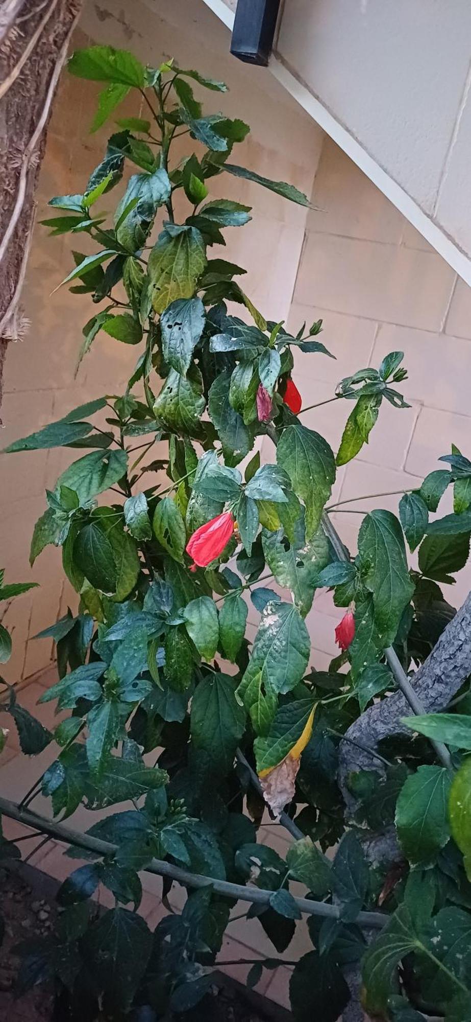 The Roof Garden Maisonette Marsaskala Esterno foto